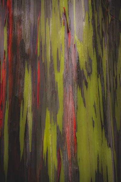 Widok Bliska Trąbę Tęczowego Eukaliptusa Obraz Stockowy