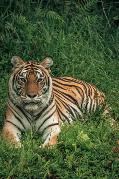 Pomarańczowy Tygrys Trawie — Zdjęcie stockowe