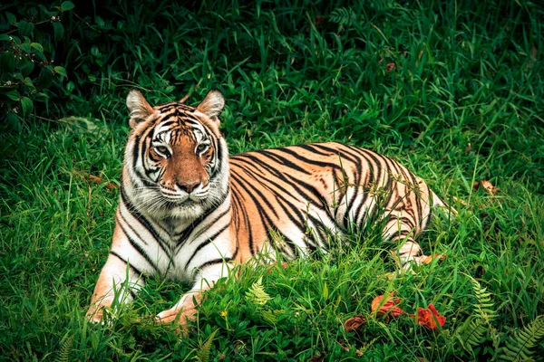 Tiger Resting Grass — Stock Photo, Image