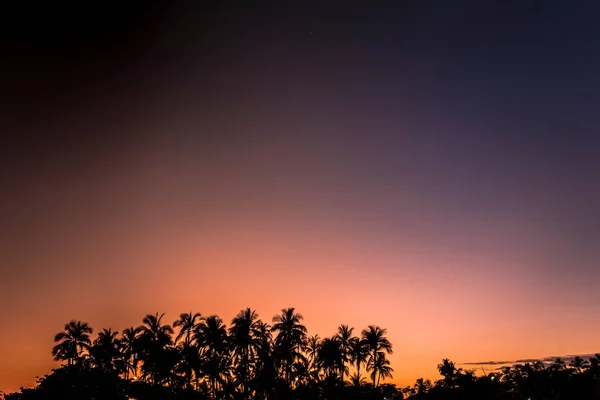 ヤシの木の影と夕焼け空 — ストック写真