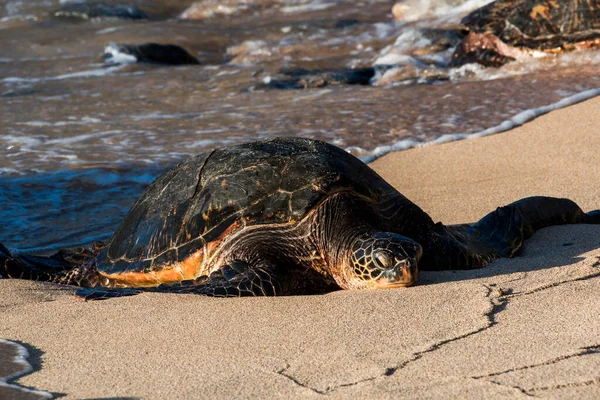 Beschermde Groene Zeeschildpad Een Hawaiiaans Strand — Stockfoto