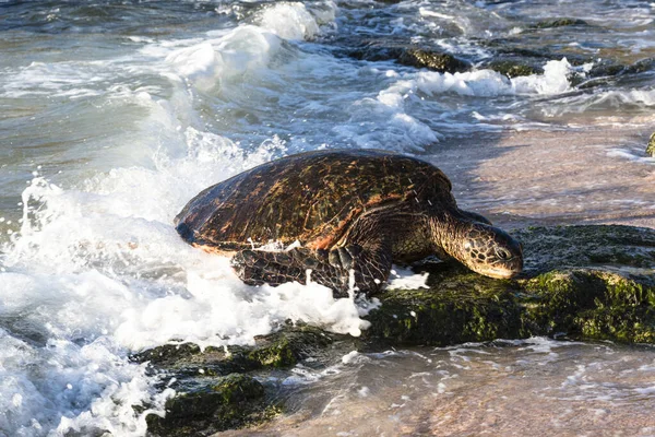 Groene Zeeschildpad Surfen Een Golf Naar Het Strand Bereiken — Stockfoto