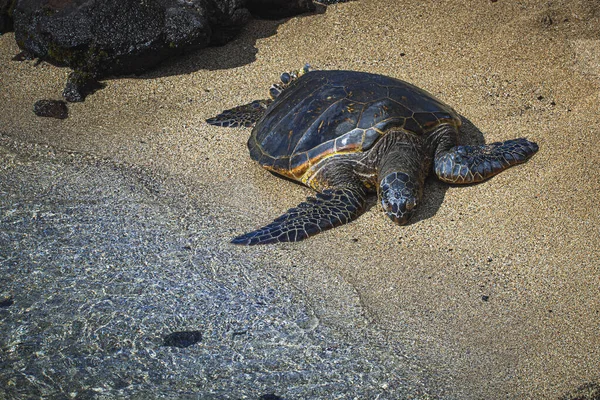 Honu Groene Zeeschildpad Rustend Een Zandstrand — Stockfoto
