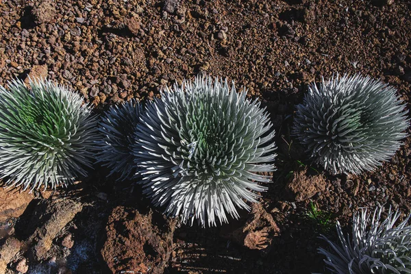 Grupa Roślin Srebrzystych Haleakala Obraz Stockowy