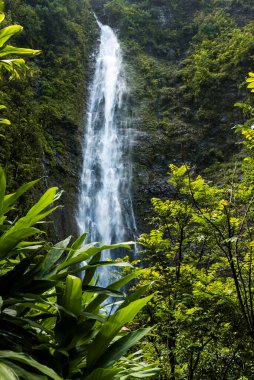 Waimoku Şelalesi ve Maui adasındaki tropikal bitki örtüsü
