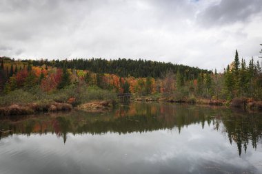 Quebec yakınlarındaki kuzey bataklıklarında sonbahar renklerinin yansıması