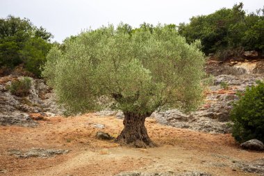 Güney Fransa 'da asırlık zeytin ağacı