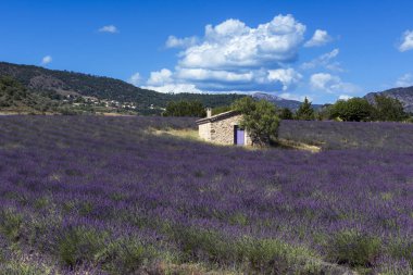 Provence 'deki lavanta tarlasında taş döküldü.