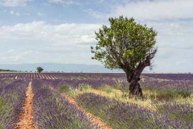 Valensole platosundaki lavanta tarlasında eski bir badem ağacı.