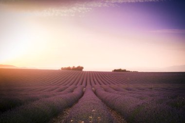 Valensole platosundaki lavanta tarlasında gün batımı gibi düşün.