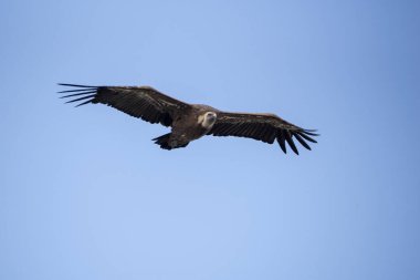 Verdon Kanyonu 'nun gökyüzünde bir akbaba