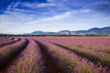 Valensole Platosu 'nda kavisli lavanta