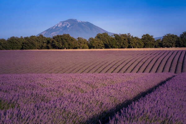 Lavender field and a mountain as seen on Valensole plateau