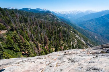 Moro kayasından görünen dev sekoya.