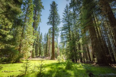 Sequoia national park trees and meadow clipart