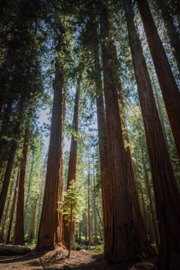 Inside look in the forest of sequoia national park clipart