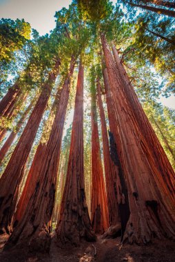 Sekoya Ulusal Parkı 'ndaki Senato Ağaç Grubu.