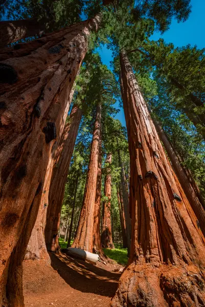 Path between giant trees in sequoia national park