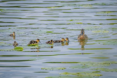 Mallard ördekleri nilüfer yapraklarıyla oynuyorlar.