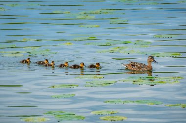 Yaban ördek yavruları ve anneleri.