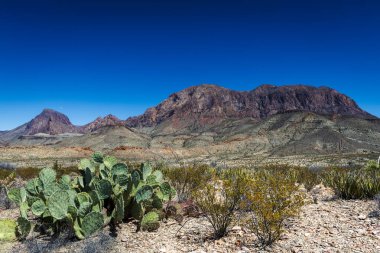 The Chisos mountains and cactus in Big Bend national park clipart
