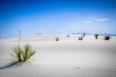 Beyaz kum tepecikleri milli parkında bir grup yukka.