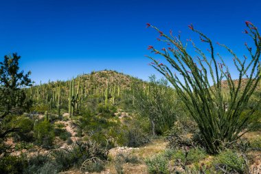 Saguaro Ulusal Parkı 'nda birçok kaktüs türü bulundu.
