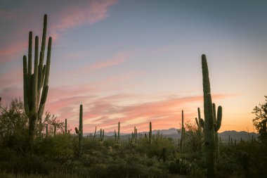 Saguaro Ulusal Parkı 'nda Arizona gün batımı