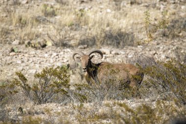 Çalıların arkasında saklanan barbar koyunlar.