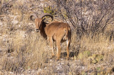 Erkek barbar koyun arkasına bakıyor.