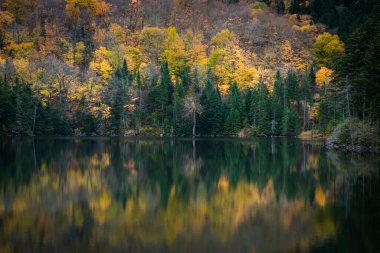 Siyah bir gölette sonbahar yapraklarının yansıması