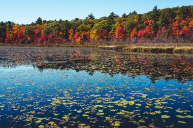 New Hampshire 'da nilüferler ve sonbahar renkleri