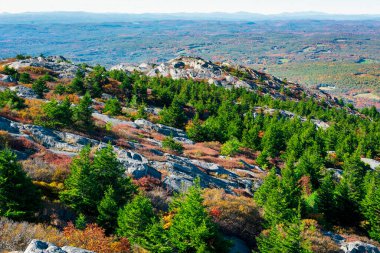 Pine trees on the hills of mount Monadnock clipart