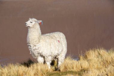 Laguna Colorada 'nın önündeki beyaz lama.