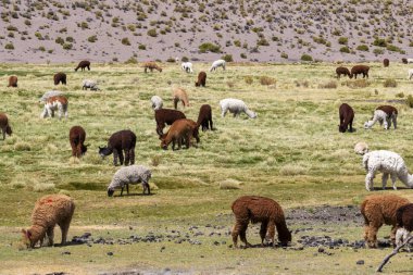 Kahverengi ve beyaz alpaka sürüsü otluyor.