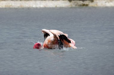 Flamingo laguna Hedionda 'da banyo yapıyor.