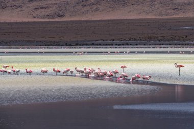 Bolivya 'da Laguna Hedionda ve flamingo sürüsü