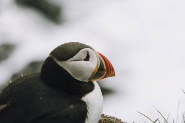 İzlandalı martı Latrabjarg yakınlarında görüldü