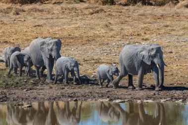 Etosha 'da bir su birikintisinde fil ailesi.