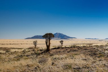 Dağların önünde titreyen ağaçlar ve kuru savanalar.