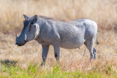 Etosha 'da yaygın bir yaban domuzu profili görünümü