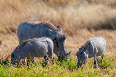 Yaygın yaban domuzu Etosha yakınlarındaki çayırlarda dolaşır.