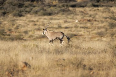 Afrika antilobu Namibya savanasında kaçıyor.