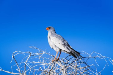 Ağaçta duran solgun, ilahi söyleyen bir atmaca.