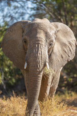 Namibya 'da bir çöl filinin manzarası.