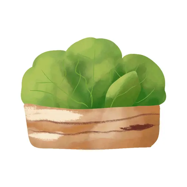 Akvarel Ilustrace Zeleného Salátu Dřevěné Krabici Bílém Pozadí Vektorová Grafika