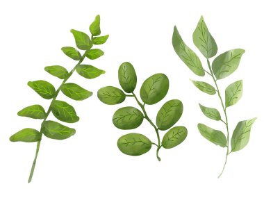 Beyaz üzerinde 3 yeşil yaprak