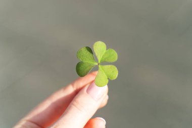 Doğanın parlak yeşil arka planında el ele tutuşan bir yılan. İrlanda Aziz Patrick Günü 'nün Yonca sembolü