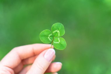 Doğanın parlak yeşil arka planında el ele tutuşan bir yılan. İrlanda Aziz Patrick Günü 'nün Yonca sembolü