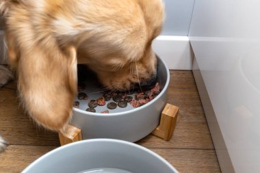 A young golden retriever stands on modern vinyl panels in the living room of the house and eats dog food from a ceramic bowl.